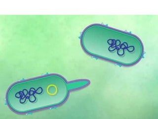 Genetic recombination  in bacteria  .pptx