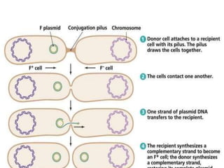 Genetic recombination  in bacteria  .pptx