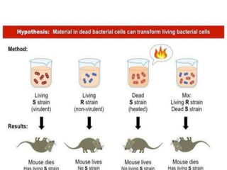 Genetic recombination  in bacteria  .pptx
