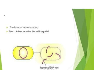 Genetic recombination  in bacteria  .pptx