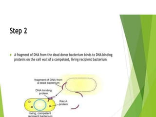 Genetic recombination  in bacteria  .pptx