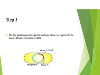 Genetic recombination  in bacteria  .pptx