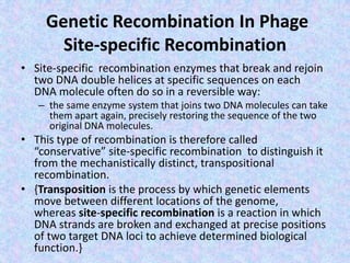Genetic Recombination In Phage
Site-specific Recombination
• Site-specific recombination enzymes that break and rejoin
two DNA double helices at specific sequences on each
DNA molecule often do so in a reversible way:
– the same enzyme system that joins two DNA molecules can take
them apart again, precisely restoring the sequence of the two
original DNA molecules.
• This type of recombination is therefore called
“conservative” site-specific recombination to distinguish it
from the mechanistically distinct, transpositional
recombination.
• {Transposition is the process by which genetic elements
move between different locations of the genome,
whereas site-specific recombination is a reaction in which
DNA strands are broken and exchanged at precise positions
of two target DNA loci to achieve determined biological
function.}
 