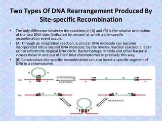 Two Types Of DNA Rearrangement Produced By
Site-specific Recombination
• The only difference between the reactions in (A) and (B) is the relative orientation
of the two DNA sites (indicated by arrows) at which a site-specific
recombination event occurs.
• (A) Through an integration reaction, a circular DNA molecule can become
incorporated into a second DNA molecule; by the reverse reaction (excision), it can
exit to reform the original DNA circle. Bacteriophage lambda and other bacterial
viruses move in and out of their host chromosomes in precisely this way.
• (B) Conservative site-specific recombination can also invert a specific segment of
DNA in a chromosome.
 