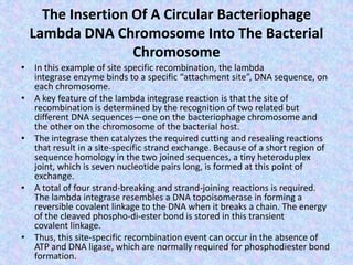The Insertion Of A Circular Bacteriophage
Lambda DNA Chromosome Into The Bacterial
Chromosome
• In this example of site specific recombination, the lambda
integrase enzyme binds to a specific “attachment site”, DNA sequence, on
each chromosome.
• A key feature of the lambda integrase reaction is that the site of
recombination is determined by the recognition of two related but
different DNA sequences—one on the bacteriophage chromosome and
the other on the chromosome of the bacterial host.
• The integrase then catalyzes the required cutting and resealing reactions
that result in a site-specific strand exchange. Because of a short region of
sequence homology in the two joined sequences, a tiny heteroduplex
joint, which is seven nucleotide pairs long, is formed at this point of
exchange.
• A total of four strand-breaking and strand-joining reactions is required.
The lambda integrase resembles a DNA topoisomerase in forming a
reversible covalent linkage to the DNA when it breaks a chain. The energy
of the cleaved phospho-di-ester bond is stored in this transient
covalent linkage.
• Thus, this site-specific recombination event can occur in the absence of
ATP and DNA ligase, which are normally required for phosphodiester bond
formation.
 