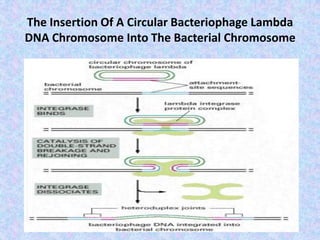 The Insertion Of A Circular Bacteriophage Lambda
DNA Chromosome Into The Bacterial Chromosome
 