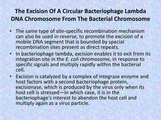 The Excision Of A Circular Bacteriophage Lambda
DNA Chromosome From The Bacterial Chromosome
• The same type of site-specific recombination mechanism
can also be used in reverse, to promote the excision of a
mobile DNA segment that is bounded by special
recombination sites present as direct repeats.
• In bacteriophage lambda, excision enables it to exit from its
integration site in the E. coli chromosome, in response to
specific signals and multiply rapidly within the bacterial
cell.
• Excision is catalyzed by a complex of integrase enzyme and
host factors with a second bacteriophage protein,
excisionase, which is produced by the virus only when its
host cell is stressed—in which case, it is in the
bacteriophage's interest to abandon the host cell and
multiply again as a virus particle.
 