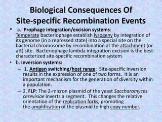 Biological Consequences Of
Site-specific Recombination Events
• a. Prophage integration/excision systems:
Temperate bacteriophage establish lysogeny by integration of
its genome (in a repressed state) into a special site on the
bacterial chromosome by recombination at the attachment (or
att) site. Bacteriophage lambda integration excision is the best-
characterized site-specific recombination system.
• b. Inversion systems:
– 1. Antigen switching/host range: Site-specific inversion
results in the expression of one of two forms. It is an
important mechanism for the generation of diversity within
a population.
– 2. FLP: The 2-micron plasmid of the yeast Saccharomyces
cerevisiae inverts a segment. This changes the relative
orientation of the replication forks, promoting
the amplification of the plasmid to high copy number.
 