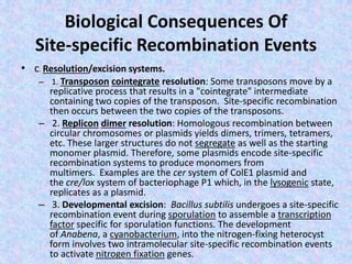 Biological Consequences Of
Site-specific Recombination Events
• c. Resolution/excision systems.
– 1. Transposon cointegrate resolution: Some transposons move by a
replicative process that results in a "cointegrate" intermediate
containing two copies of the transposon. Site-specific recombination
then occurs between the two copies of the transposons.
– 2. Replicon dimer resolution: Homologous recombination between
circular chromosomes or plasmids yields dimers, trimers, tetramers,
etc. These larger structures do not segregate as well as the starting
monomer plasmid. Therefore, some plasmids encode site-specific
recombination systems to produce monomers from
multimers. Examples are the cer system of ColE1 plasmid and
the cre/lox system of bacteriophage P1 which, in the lysogenic state,
replicates as a plasmid.
– 3. Developmental excision: Bacillus subtilis undergoes a site-specific
recombination event during sporulation to assemble a transcription
factor specific for sporulation functions. The development
of Anabena, a cyanobacterium, into the nitrogen-fixing heterocyst
form involves two intramolecular site-specific recombination events
to activate nitrogen fixation genes.
 