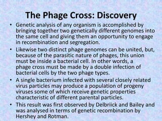 The Phage Cross: Discovery
• Genetic analysis of any organism is accomplished by
bringing together two genetically different genomes into
the same cell and giving them an opportunity to engage
in recombination and segregation.
• Likewise two distinct phage genomes can be united, but,
because of the parasitic nature of phages, this union
must be inside a bacterial cell. In other words, a
phage cross must be made by a double infection of
bacterial cells by the two phage types.
• A single bacterium infected with several closely related
virus particles may produce a population of progeny
viruses some of which receive genetic properties
characteristic of different parental particles.
• This result was first observed by Delbriick and Bailey and
was analysed in terms of genetic recombination by
Hershey and Rotman.
 