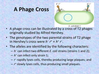 A Phage Cross
• A phage cross can be illustrated by a cross of T2 phages
originally studied by Alfred Hershey.
• The genotypes of the two parental strains of T2 phage
in Hershey’s cross were h− r+ × h+ r−.
• The alleles are identified by the following characters:
– h− can infect two different E. coli strains (strains 1 and 2);
– h+ can infect only strain 1;
– r− rapidly lyses cells, thereby producing large plaques; and
– r+ slowly lyses cells, thus producing small plaques.
 