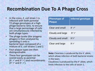 Recombination Due To A Phage Cross
• In the cross, E. coli strain 1 is
infected with both parental
T2 phage genotypes at a high
phage:bacteria ratio, to ensure
that a large percentage of cells
are simultaneously infected by
both phage types.
• The phage lysate (the progeny
phages) is then analyzed by
spreading it onto a
bacterial lawn composed of a
mixture of E. coli strains 1 and 2.
• Four plaque types are then
distinguishable.
• These four genotypes can be
scored easily as parental
(h− r+ and h+ r−) and recombinants
(h+ r+ and h− r−).
Phenotype of
Plaque
Inferred genotype
Clear and small h− r+
Cloudy and large h+ r−
Cloudy and small h+r+
Clear and large h−r−
Note: Clearness is produced by the h− allele,
which allows infection of both bacterial strains
in the lawn;
Cloudiness is produced by the h+ allele, which
limits infection to the cells of strain 1.
 