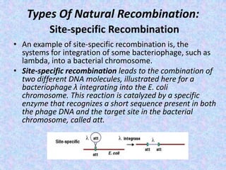 Types Of Natural Recombination:
Site-specific Recombination
• An example of site-specific recombination is, the
systems for integration of some bacteriophage, such as
lambda, into a bacterial chromosome.
• Site-specific recombination leads to the combination of
two different DNA molecules, illustrated here for a
bacteriophage λ integrating into the E. coli
chromosome. This reaction is catalyzed by a specific
enzyme that recognizes a short sequence present in both
the phage DNA and the target site in the bacterial
chromosome, called att.
 