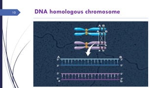 DNA homologous chromosome
Sunday, June 12,
2016
Rajesh Chaudhary
10
 