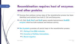 Recombination requires host of enzymes
and other proteins
 Enzymes that catalyze various steps of the recombination process has been
identified and isolated from both E. Coli and Eukayortes.
 In E. Coli, RecB, RecC and RecD genes encode heterotrimeric RecBCD
enzyme which has both nuclease and helicase activity.
 Rec A protein promotes all central steps in the recombination process:
 1. Pairing of two DNA molecules.
 2. formation of Holliday intermediates.
 3. Branch migration
Sunday, June 12,
2016
Rajesh Chaudhary
11
 