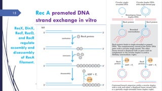Rec A promoted DNA
strand exchange in vitro
Sunday, June 12,
2016
Rajesh Chaudhary
15
RecX, DinX,
RecF, RecO,
and RecR
regulate
assembly and
disassembly
of RecA
filament.
 