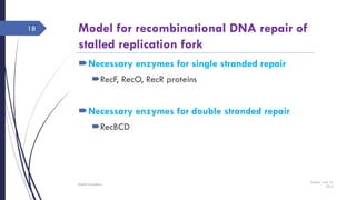 Model for recombinational DNA repair of
stalled replication fork
Necessary enzymes for single stranded repair
RecF, RecO, RecR proteins
Necessary enzymes for double stranded repair
RecBCD
Sunday, June 12,
2016
Rajesh Chaudhary
18
 