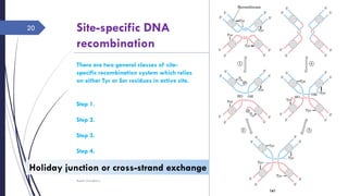 Site-specific DNA
recombination
Sunday, June 12,
2016
Rajesh Chaudhary
20
There are two general classes of site-
specific recombination system which relies
on either Tyr or Ser residues in active site.
Step 1.
Step 2.
Step 3.
Step 4.
Holiday junction or cross-strand exchange
 