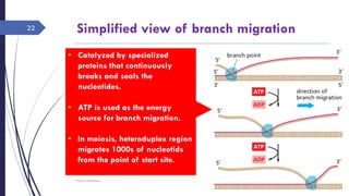 Simplified view of branch migration
Sunday, June 12,
2016
Rajesh Chaudhary
22
• Catalyzed by specialized
proteins that continuously
breaks and seals the
nucleotides.
• ATP is used as the energy
source for branch migration.
• In meiosis, heteroduplex region
migrates 1000s of nucleotids
from the point of start site.
 