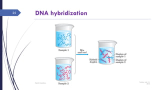DNA hybridization
Sunday, June 12,
2016
Rajesh Chaudhary
25
 