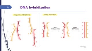 DNA hybridization
Sunday, June 12,
2016
Rajesh Chaudhary
26
 