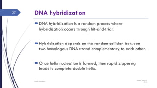 DNA hybridization
DNA hybridization is a random process where
hybridization occurs through hit-and-trial.
Hybridization depends on the random collision between
two homologous DNA strand complementary to each other.
Once helix nucleation is formed, then rapid zippering
leads to complete double helix.
Sunday, June 12,
2016
Rajesh Chaudhary
27
 