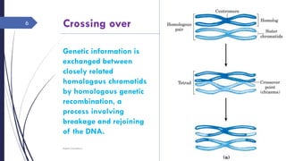 Crossing over
Sunday, June 12,
2016
Rajesh Chaudhary
6
Genetic information is
exchanged between
closely related
homologous chromatids
by homologous genetic
recombination, a
process involving
breakage and rejoining
of the DNA.
 