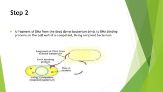 Step 2
 A fragment of DNA from the dead donor bacterium binds to DNA binding
proteins on the cell wall of a competent, living recipient bacterium
 