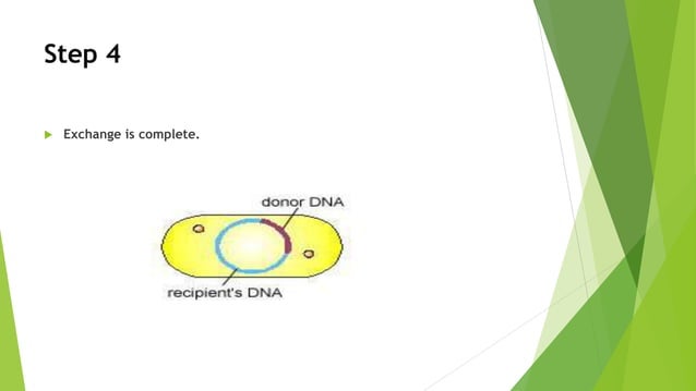 Genetic Recombinition in Bacteria | PPTX | Genetics | Science