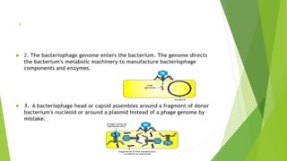 .
 2. The bacteriophage genome enters the bacterium. The genome directs
the bacterium's metabolic machinery to manufacture bacteriophage
components and enzymes.
 3. A bacteriophage head or capsid assembles around a fragment of donor
bacterium's nucleoid or around a plasmid instead of a phage genome by
mistake.
 