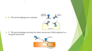 .
 4. The bacteriophages are released.
 5. The bacteriophage carrying the donor bacterium's DNA adsorbs to a
recipient bacterium
 