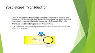 specialized transduction
 A DNA fragment is transferred from one bacterium to another by a
temperate bacteriophage that is now carrying donor bacterial DNA due
to an error in spontaneous induction during the lysogenic life cycle.
 There are sex steps for specialized transduction;
 1. A temperate bacteriophage adsorbs to a susceptible bacterium and
injects its genome .
 