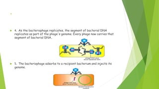 .
 4. As the bacteriophage replicates, the segment of bacterial DNA
replicates as part of the phage's genome. Every phage now carries that
segment of bacterial DNA.
 5. The bacteriophage adsorbs to a recipient bacterium and injects its
genome.
 
