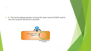 .
 6. The bacteriophage genome carrying the donor bacterial DNA inserts
into the recipient bacterium's nucleoid.
 
