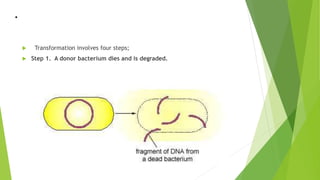.
 Transformation involves four steps;
 Step 1. A donor bacterium dies and is degraded.
 