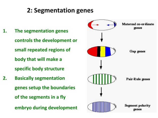 Genetic regulation n drosophila development | PPTX