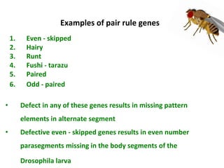 Genetic regulation n drosophila development | PPTX