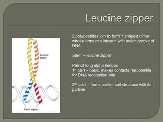 Genetic regulation 06 08-13 | PPTX