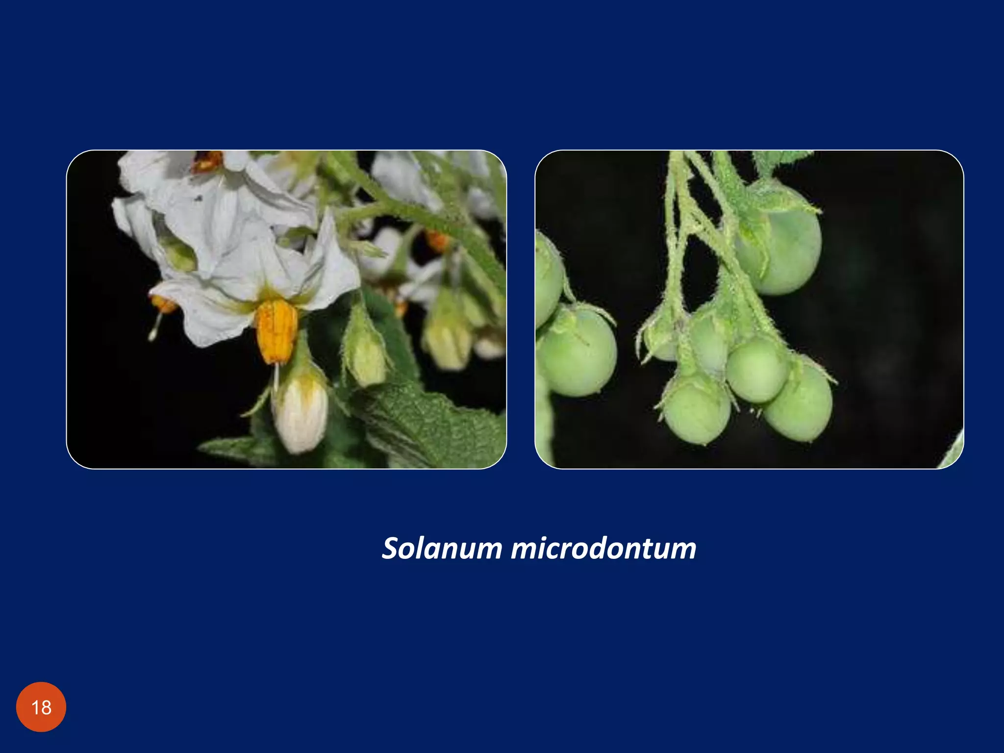 Solanum microdontum
18
 