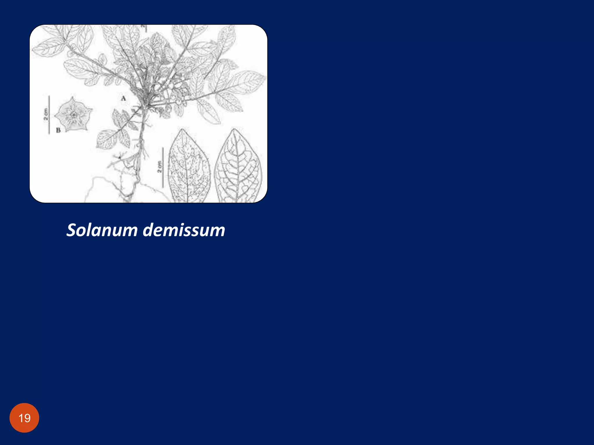 Solanum demissum
19
 