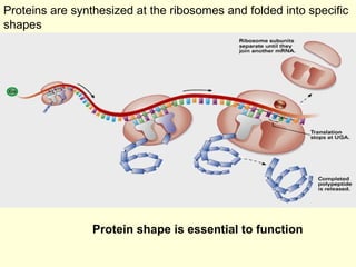 Proteins are synthesized at the ribosomes and folded into specific shapes Protein shape is essential to function 