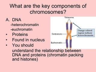 What are the key components of chromosomes? DNA -heterochromatin -euchromatin Proteins Found in nucleus You should understand the relationship between DNA and proteins (chromatin packing and histones) 