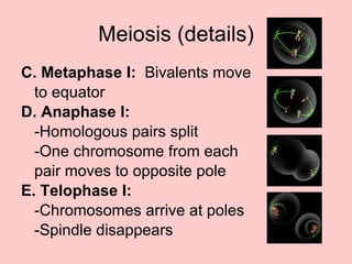 C. Metaphase I:   Bivalents move  to equator D. Anaphase I:   -Homologous pairs split -One chromosome from each  pair moves to opposite pole E. Telophase I: -Chromosomes arrive at poles -Spindle disappears Meiosis (details) 