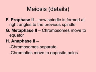 F. Prophase II  – new spindle is formed at right angles to the previous spindle G. Metaphase II  – Chromosomes move to equator H. Anaphase II –  -Chromosomes separate -Chromatids move to opposite poles Meiosis (details) 