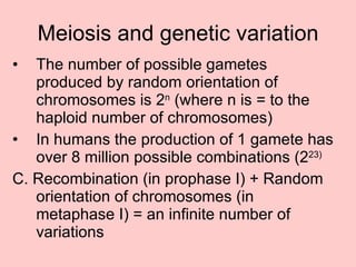Meiosis and genetic variation The number of possible gametes produced by random orientation of chromosomes is 2 n  (where n is = to the haploid number of chromosomes) In humans the production of 1 gamete has over 8 million possible combinations (2 23) C. Recombination (in prophase I) + Random orientation of chromosomes (in metaphase I) = an infinite number of variations 