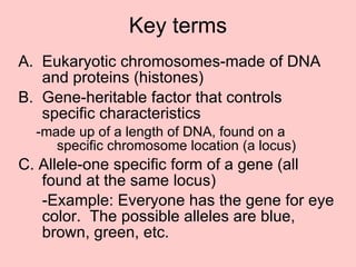 Key terms Eukaryotic chromosomes-made of DNA and proteins (histones) Gene-heritable factor that controls specific characteristics -made up of a length of DNA, found on a specific chromosome location (a locus) C. Allele-one specific form of a gene (all found at the same locus) -Example: Everyone has the gene for eye color.  The possible alleles are blue, brown, green, etc. 