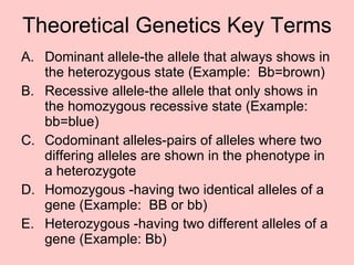 Theoretical Genetics Key Terms Dominant allele-the allele that always shows in the heterozygous state (Example:  Bb=brown) Recessive allele-the allele that only shows in the homozygous recessive state (Example:  bb=blue) Codominant alleles-pairs of alleles where two differing alleles are shown in the phenotype in a heterozygote Homozygous -having two identical alleles of a gene (Example:  BB or bb) Heterozygous -having two different alleles of a gene (Example: Bb) 