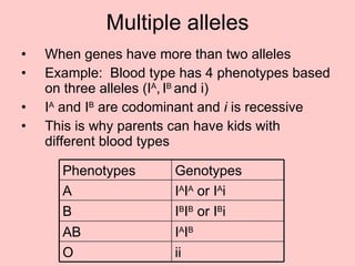 Multiple alleles When genes have more than two alleles Example:  Blood type has 4 phenotypes based on three alleles (I A ,   I B  and i) I A  and I B  are codominant and  i  is recessive This is why parents can have kids with different blood types ii O I A I B AB I B I B  or I B i B I A I A  or I A i A Genotypes Phenotypes 