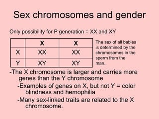 Sex chromosomes and gender Only possibility for P generation = XX and XY -The X chromosome is larger and carries more genes than the Y chromosome  -Examples of genes on X, but not Y = color blindness and hemophilia -Many sex-linked traits are related to the X chromosome. The sex of all babies is determined by the chromosomes in the sperm from the man. XY XY Y XX XX X X X 