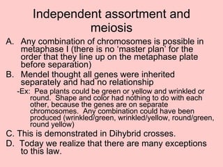 Independent assortment and meiosis Any combination of chromosomes is possible in metaphase I (there is no ‘master plan’ for the order that they line up on the metaphase plate before separation) Mendel thought all genes were inherited separately and had no relationship -Ex:  Pea plants could be green or yellow and wrinkled or round.  Shape and color had nothing to do with each other, because the genes are on separate chromosomes.  Any combination could have been produced (wrinkled/green, wrinkled/yellow, round/green, round yellow) C. This is demonstrated in Dihybrid crosses. D.  Today we realize that there are many exceptions to this law. 